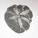  Fossil of a Sea Urchin by susiemc