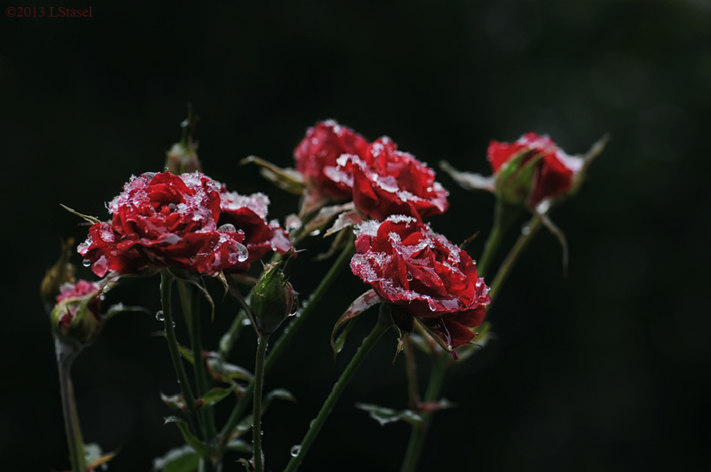 Frozen Roses by lstasel
