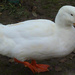 White Duck by tonygig