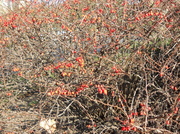 27th Nov 2013 - Bright berries