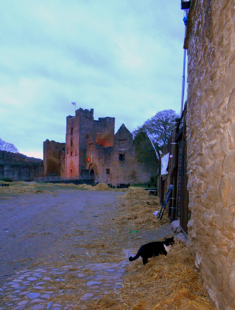 The cat at the castle... by snowy