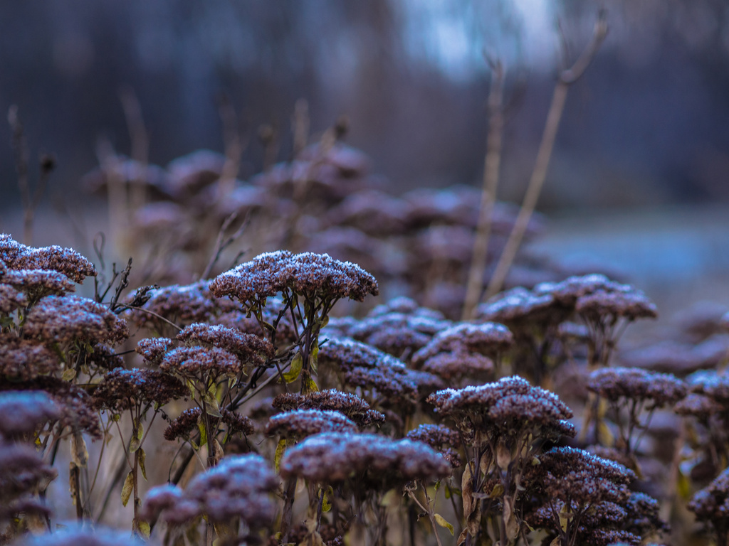 Brrrrr Frosty Morning by tosee