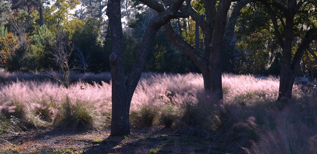 Sweetgrass, shadows and live oaks by congaree