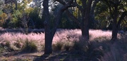 29th Nov 2013 - Sweetgrass, shadows and live oaks