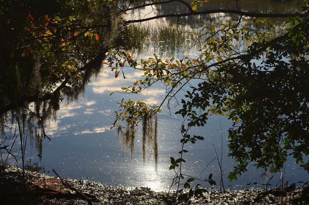 Afternoon marsh scene, Charles Towne Landing State Historic Site, Charleston, SC by congaree