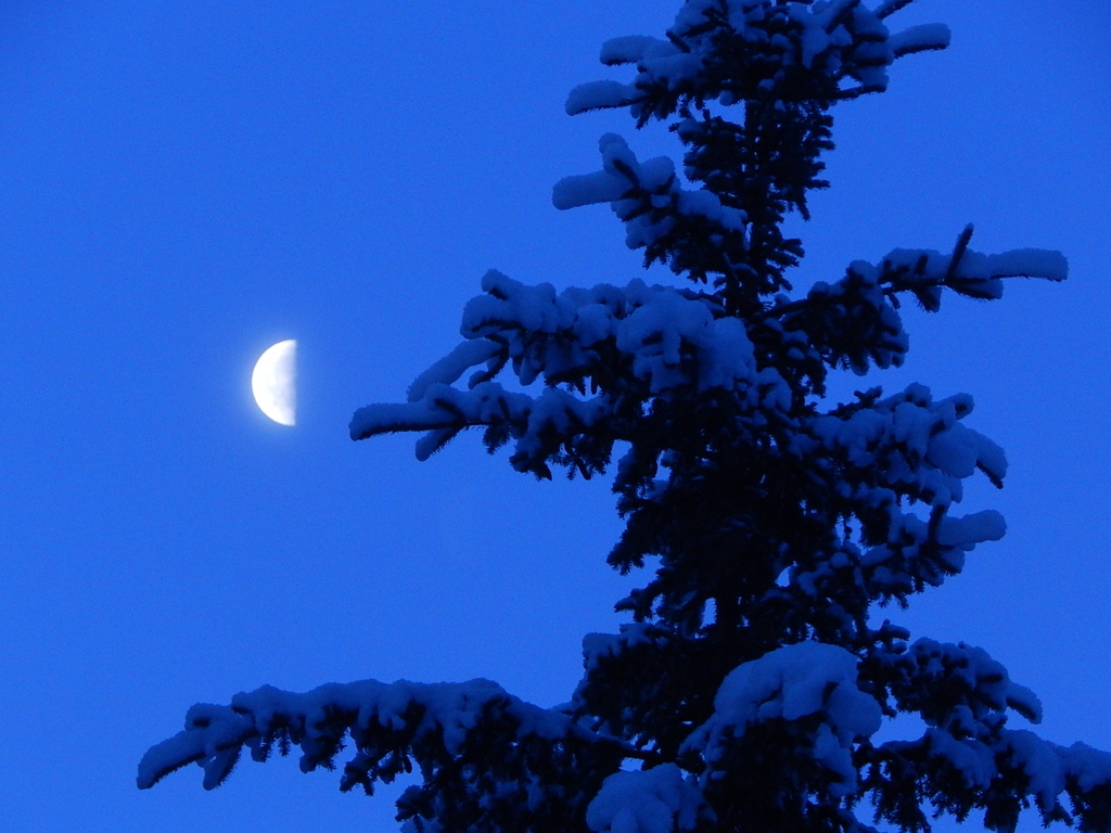 Winter Moon by bjywamer