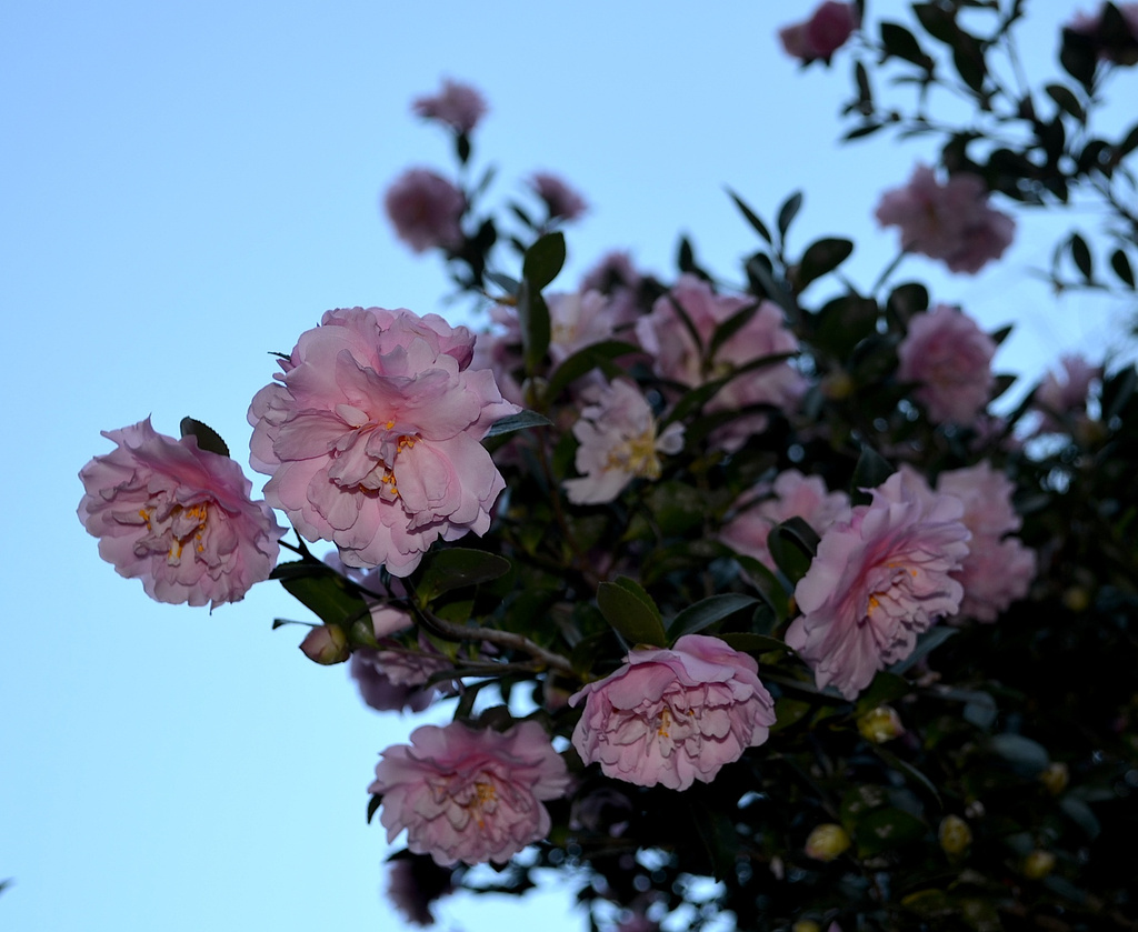 Sasanqua camellias by congaree