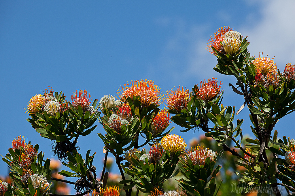 21.11.13 Pincushion Protea by stoat