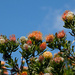 21.11.13 Pincushion Protea by stoat