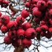 Berry Berries by craftymeg