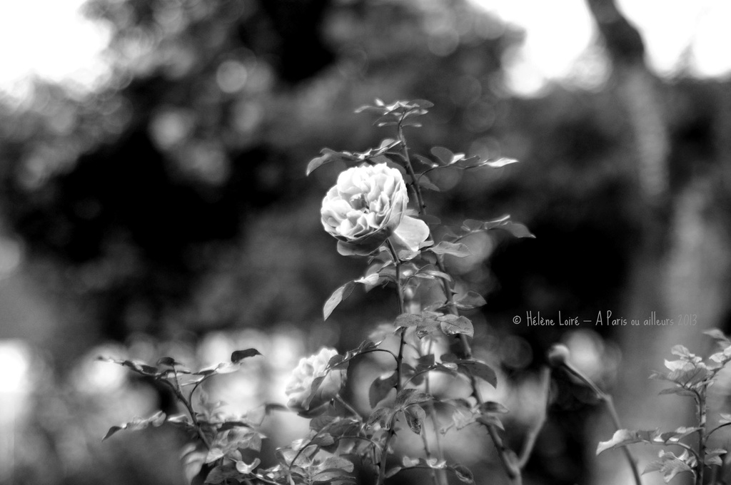 Last roses of the year by parisouailleurs