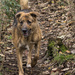 Tia, our rescue dog by shepherdmanswife