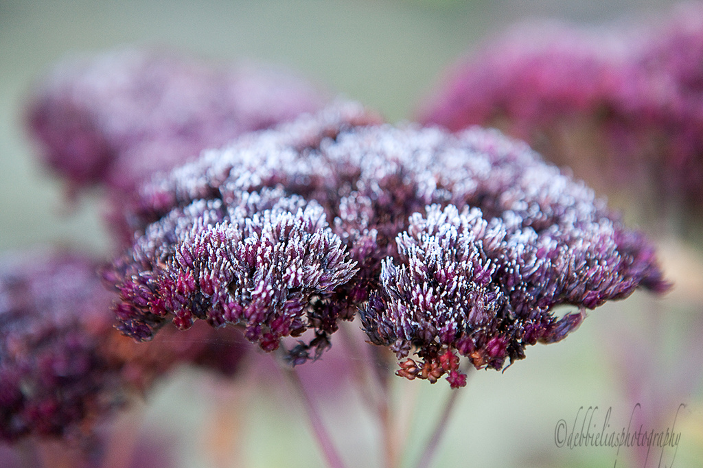 26.11.13 Frosted Sedum by stoat