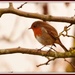 Thoughtful robin by rosiekind