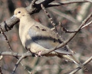 30th Nov 2013 - Day 179 Mourning Dove