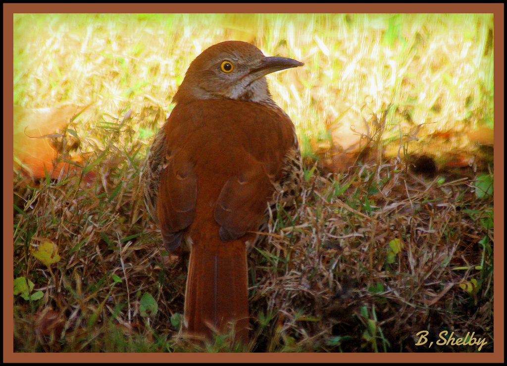 Brown Bird by vernabeth