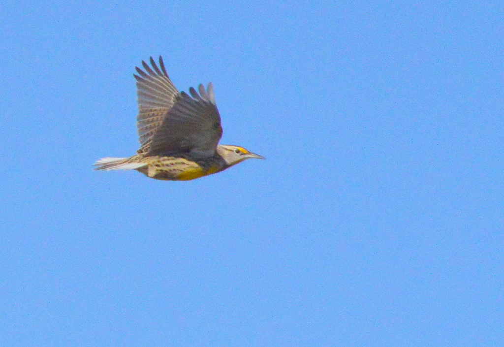 Kansas Bird  by kareenking