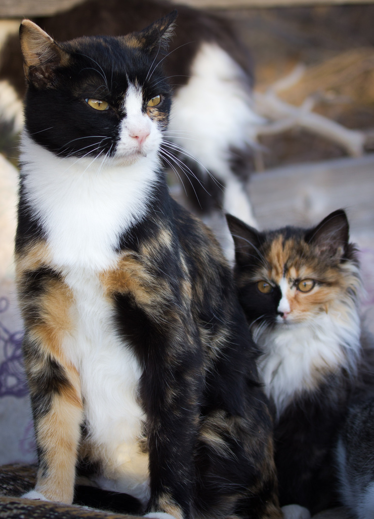 Calicos by aecasey