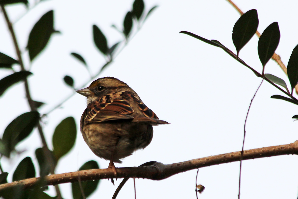 One Legged Sparrow by milaniet