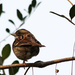 One Legged Sparrow by milaniet