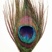Peacock Feather by cailts