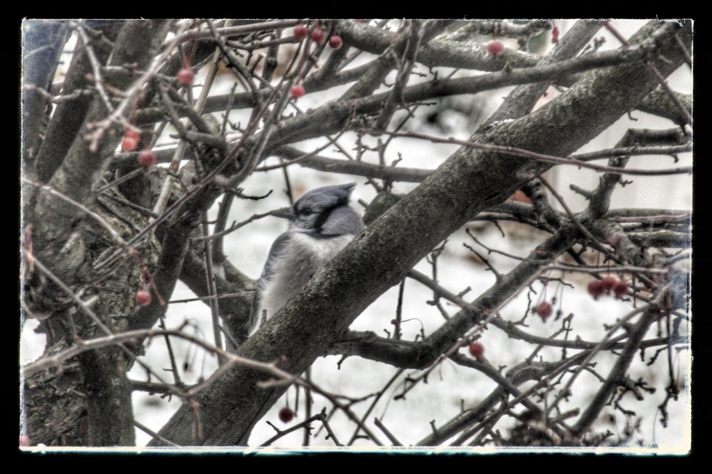 Blue Jay in the Berry Bush by mzzhope