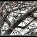 Blue Jay in the Berry Bush by mzzhope