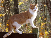 11th Nov 2013 - Cat on a Fence