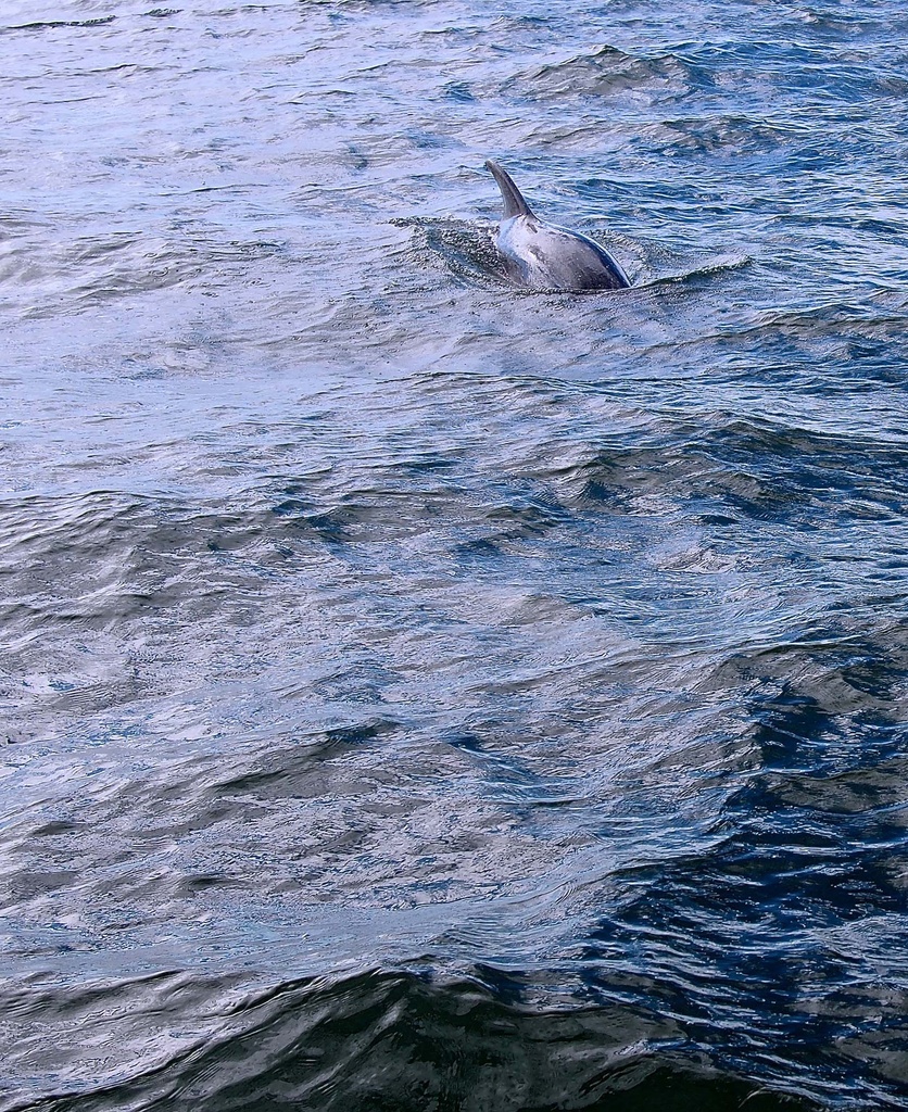 Dolphin Sighting by redy4et