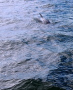 30th Nov 2013 - Dolphin Sighting