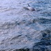 Dolphin Sighting by redy4et