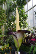 1st Dec 2013 - Amorphophallus Titanum (worlds largest flower)