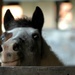 Lilas, the smiling pony by parisouailleurs