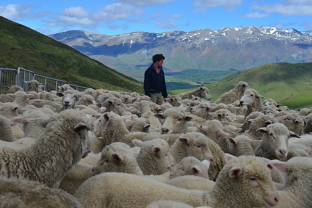 Farm Boy and sheep by yaorenliu