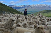 1st Dec 2013 - Farm Boy and sheep