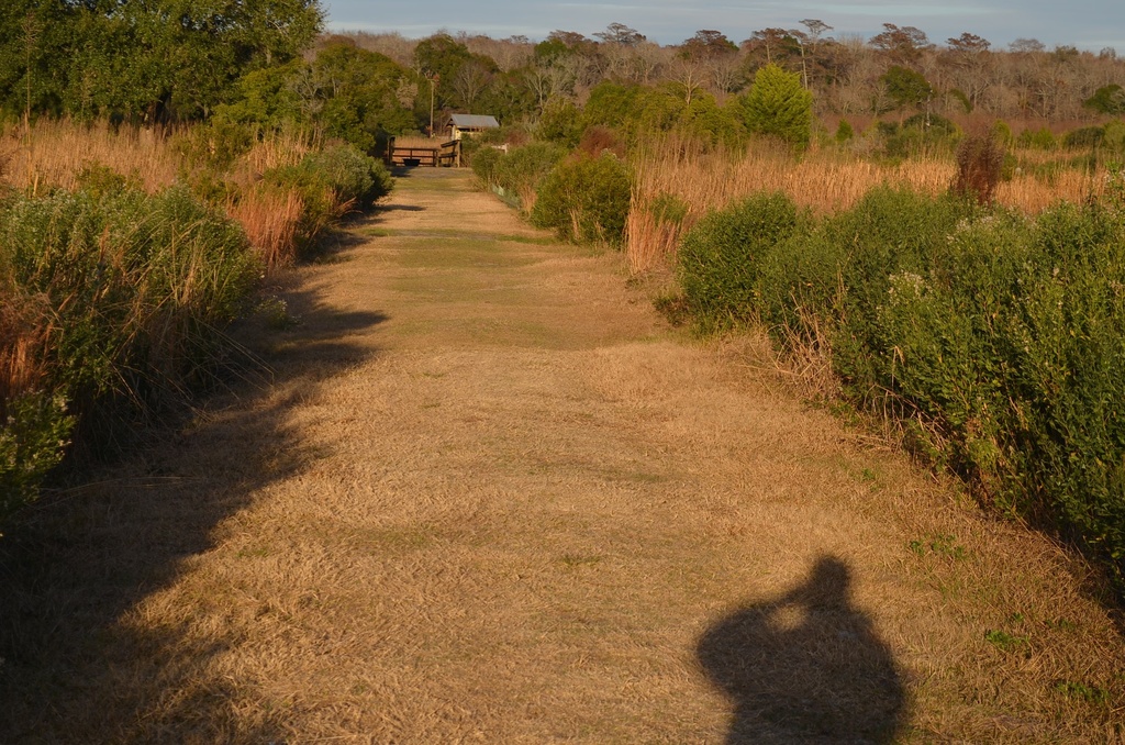 My shadow portrait, Caw Caw Park, Charleston County, SC by congaree