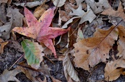 1st Dec 2013 - Autumn leaves, Caw Caw Park, Charleston County, SC
