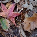 Autumn leaves, Caw Caw Park, Charleston County, SC by congaree