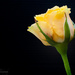 1.12.13 Yellow Rose by stoat