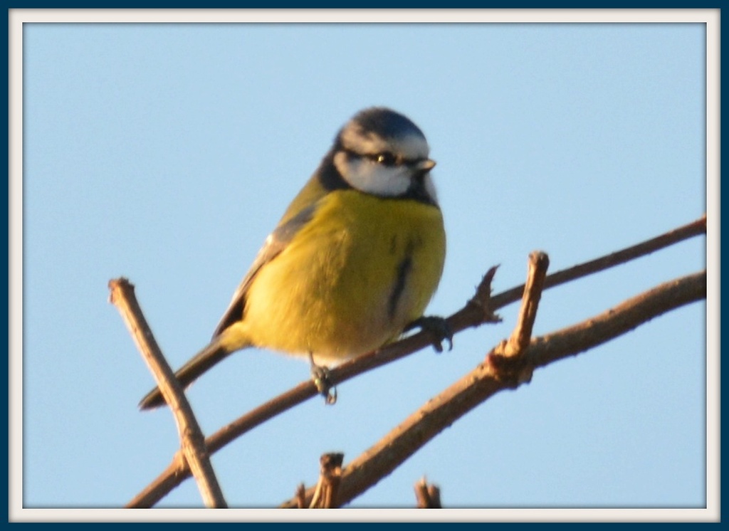 Another of my blue tit friends by rosiekind