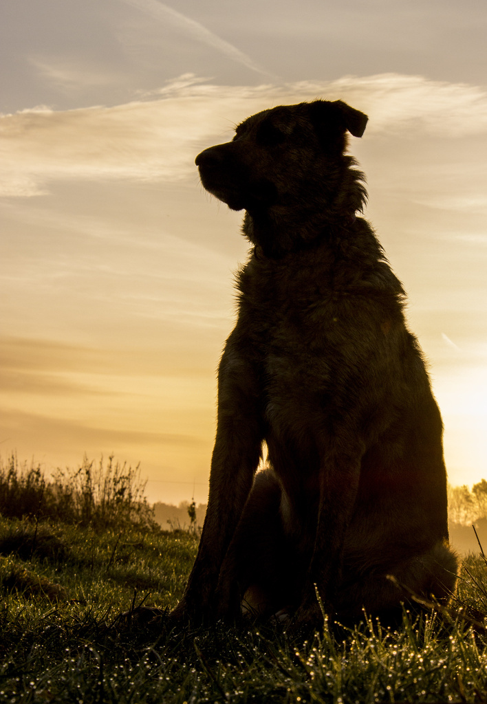 Dog at Dawn by shepherdman