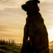 Dog at Dawn by shepherdman