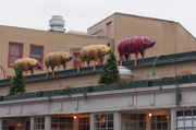 1st Dec 2013 - The Holiday Pigs Are Ready To  Light Up  December At The Market.