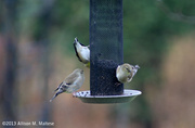 30th Nov 2013 - Finch Family Feeds Together