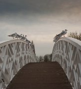 29th Nov 2013 - Birds on a Bridge