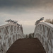 Birds on a Bridge by tracybeautychick
