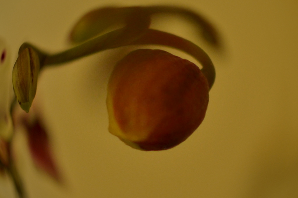 Orchid bud by ziggy77