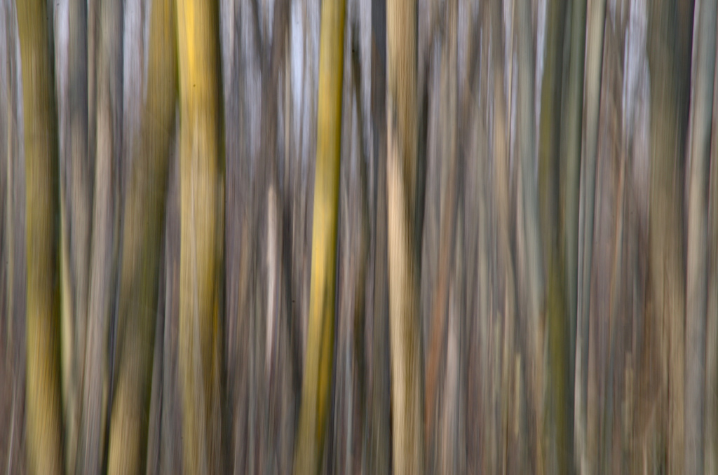 Intentional Camera Motion (Trees) by houser934