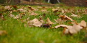 1st Dec 2013 - Autumn leaves