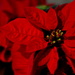 Poinsettia  by andycoleborn